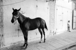 4_4_acco-cheval