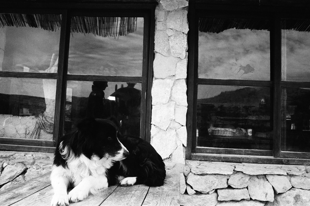 4_4_mitzpe-alpaca-farm-chien